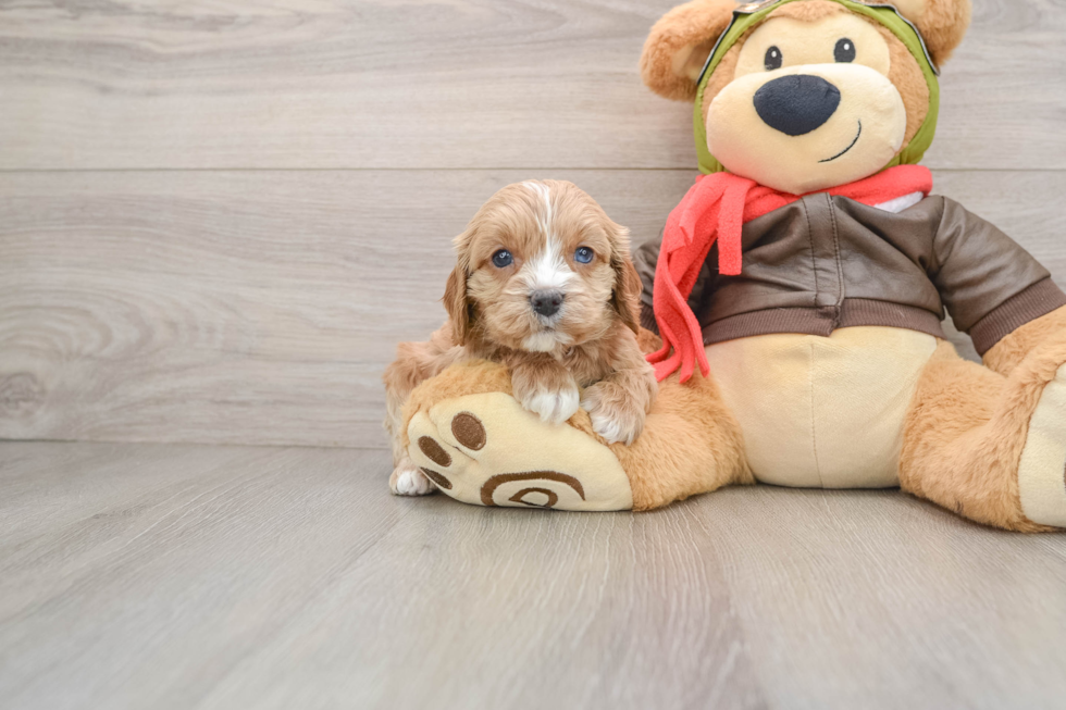 Cavapoo Puppy for Adoption