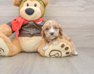 8 week old Cavapoo Puppy For Sale - Puppy Love PR