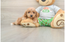 Cavapoo Puppy for Adoption
