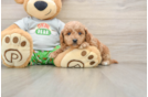 Playful Cavapoodle Poodle Mix Puppy