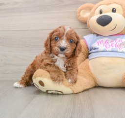 5 week old Cavapoo Puppy For Sale - Puppy Love PR