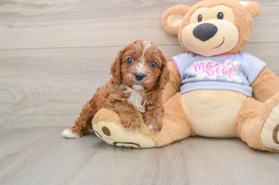 Adorable Cavalier King Charles Spaniel and Poodle Mix Poodle Mix Puppy