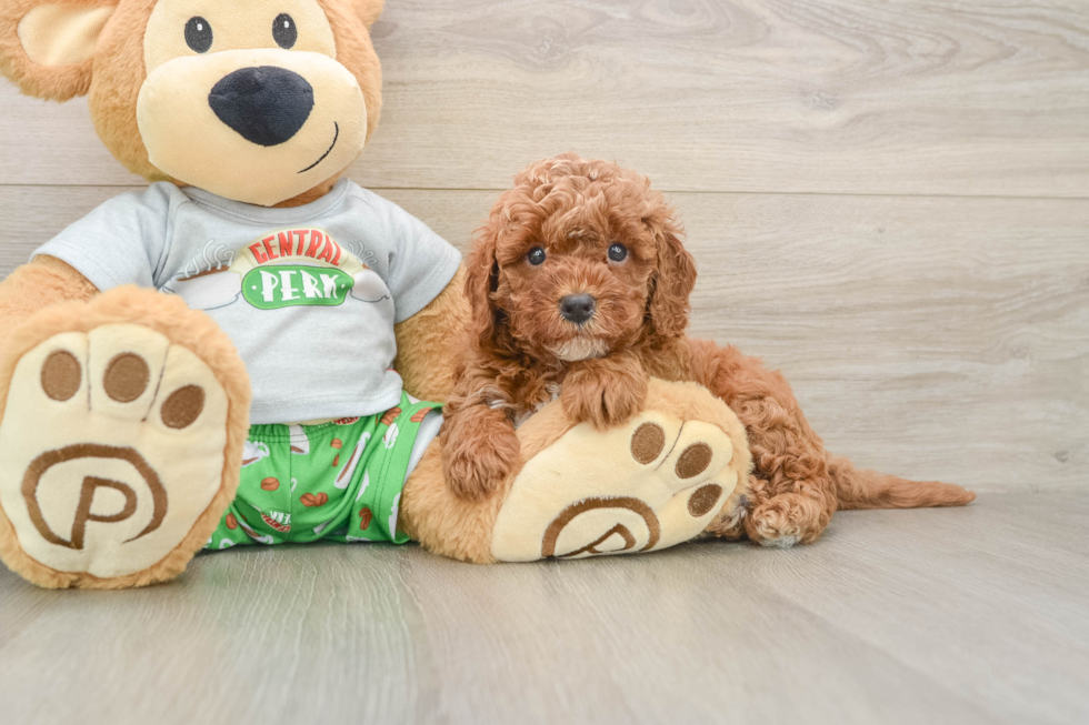 Petite Cavapoo Poodle Mix Pup