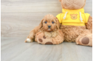 Cavapoo Puppy for Adoption