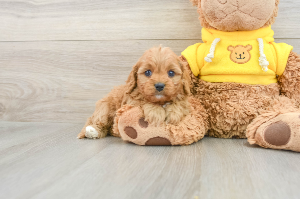 7 week old Cavapoo Puppy For Sale - Puppy Love PR