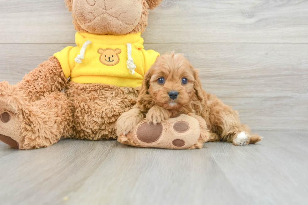 Cavapoo Puppy for Adoption