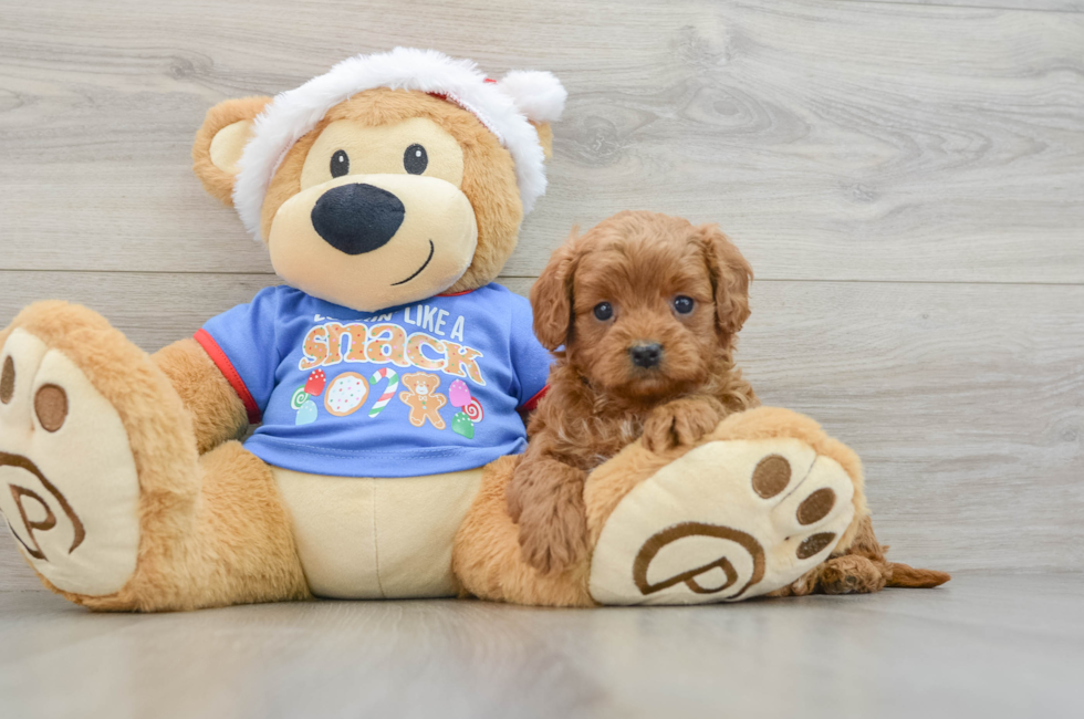 5 week old Cavapoo Puppy For Sale - Puppy Love PR