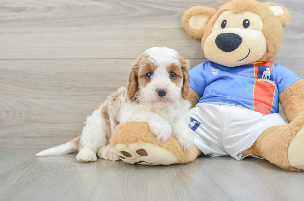 6 week old Cavapoo Puppy For Sale - Puppy Love PR