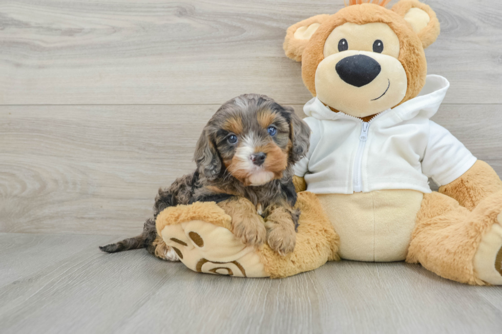 Cavapoo Pup Being Cute