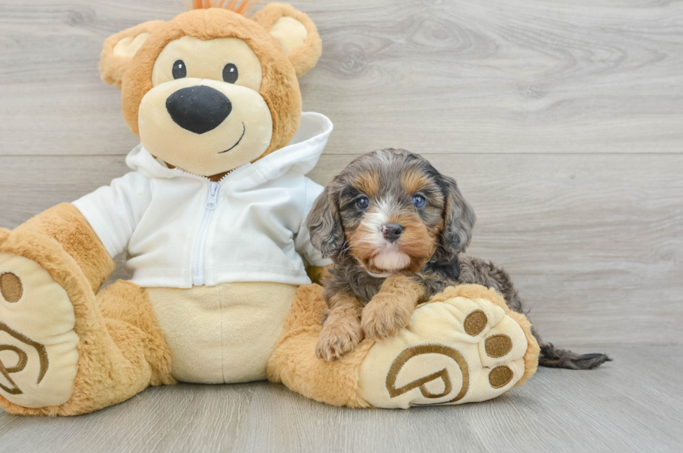 6 week old Cavapoo Puppy For Sale - Puppy Love PR