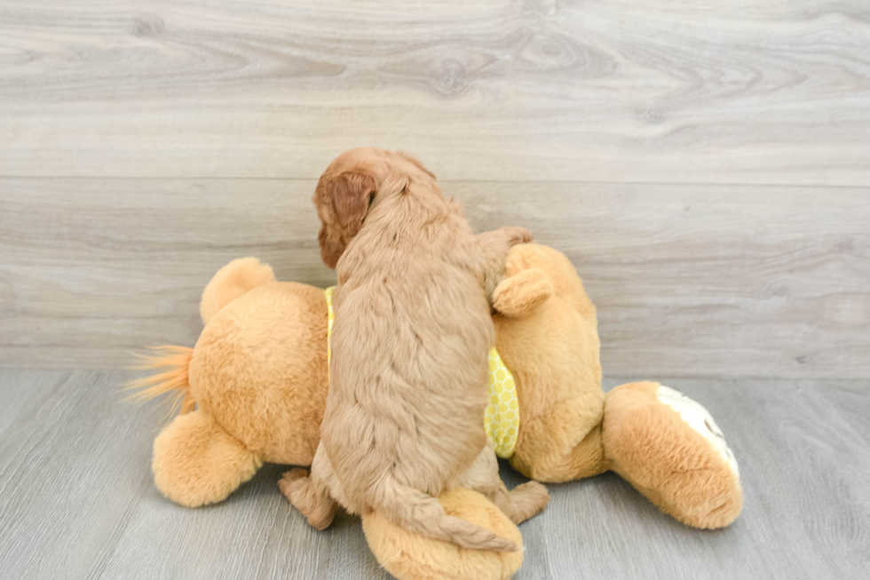 Playful Cavapoodle Poodle Mix Puppy