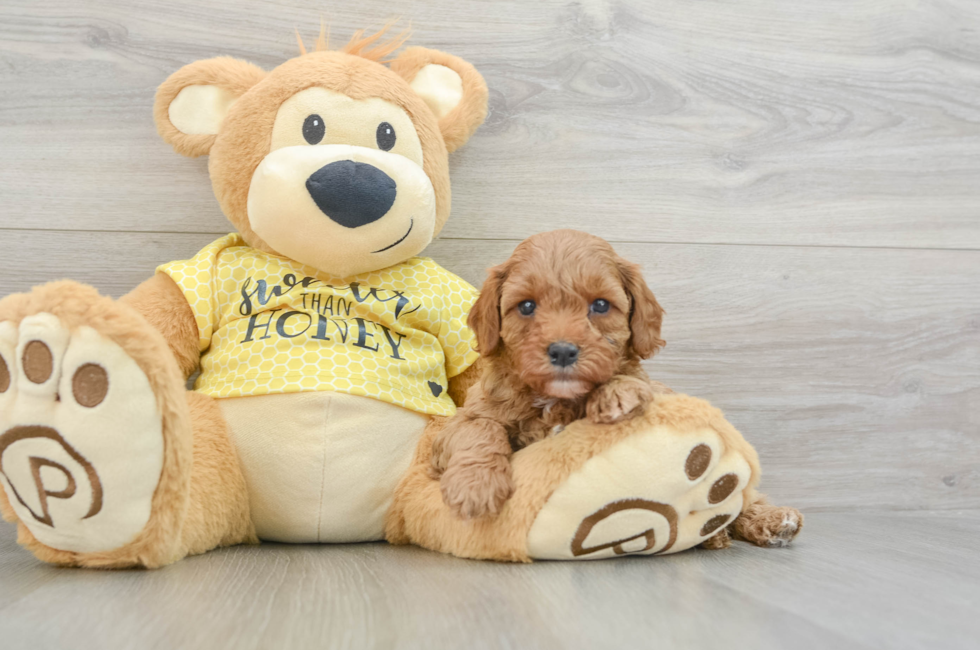 6 week old Cavapoo Puppy For Sale - Puppy Love PR