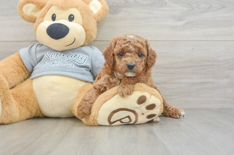 5 week old Cavapoo Puppy For Sale - Puppy Love PR