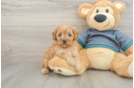 Hypoallergenic Cavadoodle Poodle Mix Puppy