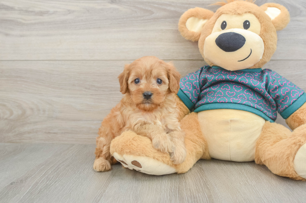 6 week old Cavapoo Puppy For Sale - Puppy Love PR