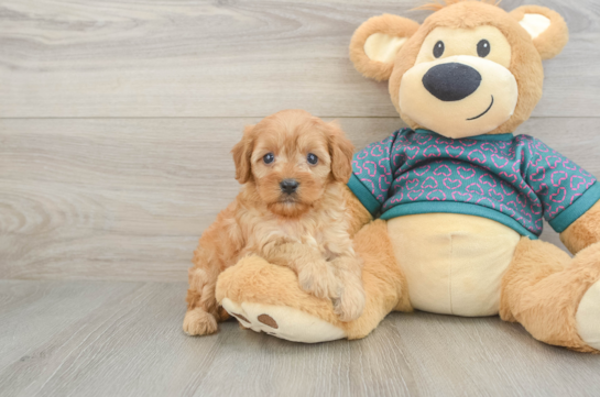 Hypoallergenic Cavadoodle Poodle Mix Puppy