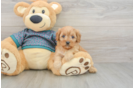 Fluffy Cavapoo Poodle Mix Pup
