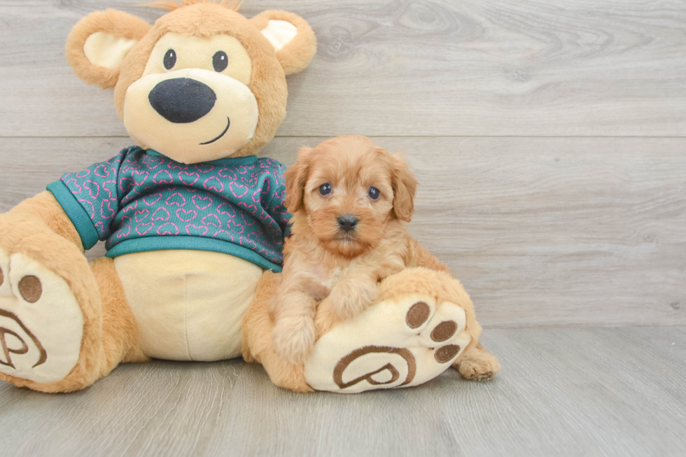 Fluffy Cavapoo Poodle Mix Pup