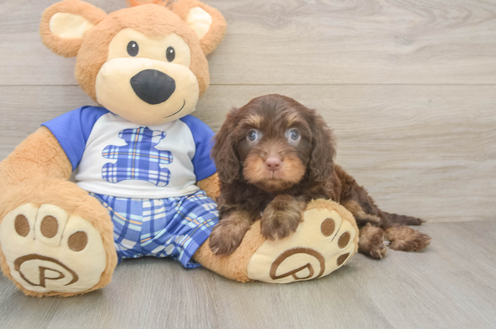6 week old Cavapoo Puppy For Sale - Puppy Love PR