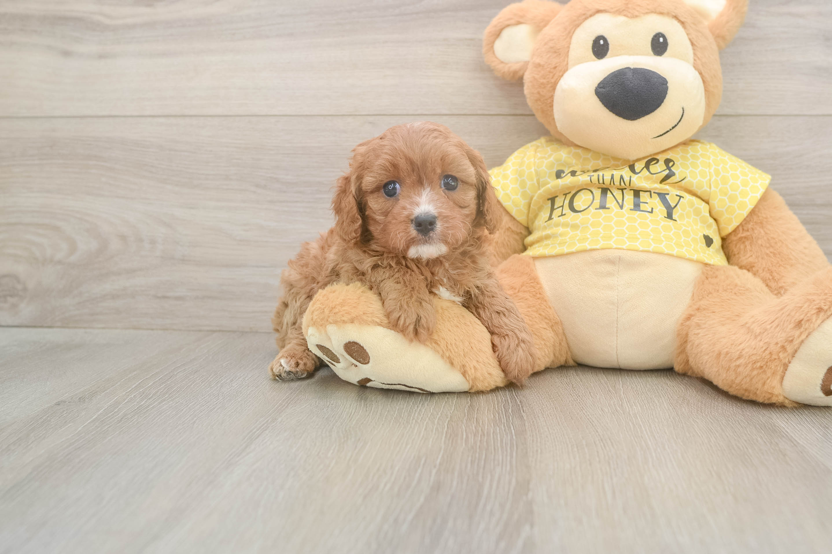 Best Cavapoo Baby