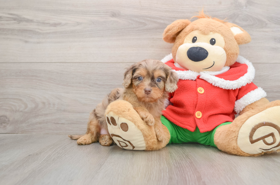 5 week old Cavapoo Puppy For Sale - Puppy Love PR