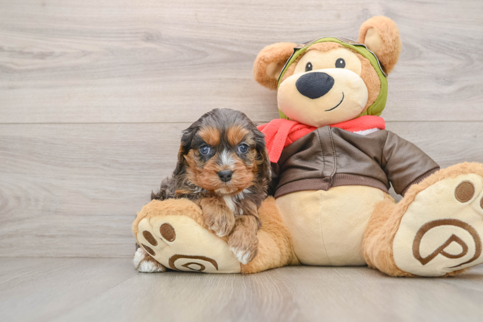 Cavapoo Puppy for Adoption