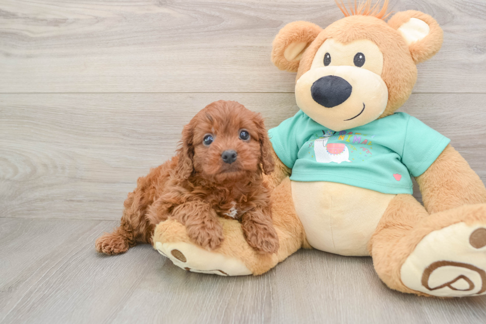 Cavapoo Puppy for Adoption