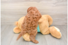 Cavapoo Puppy for Adoption