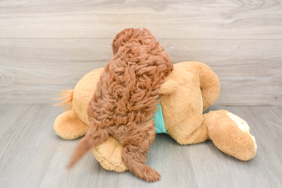 Cavapoo Puppy for Adoption