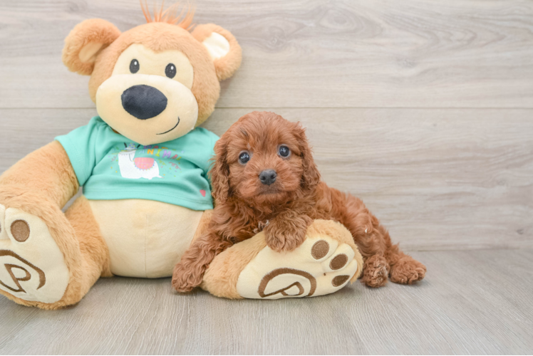 Cavapoo Pup Being Cute