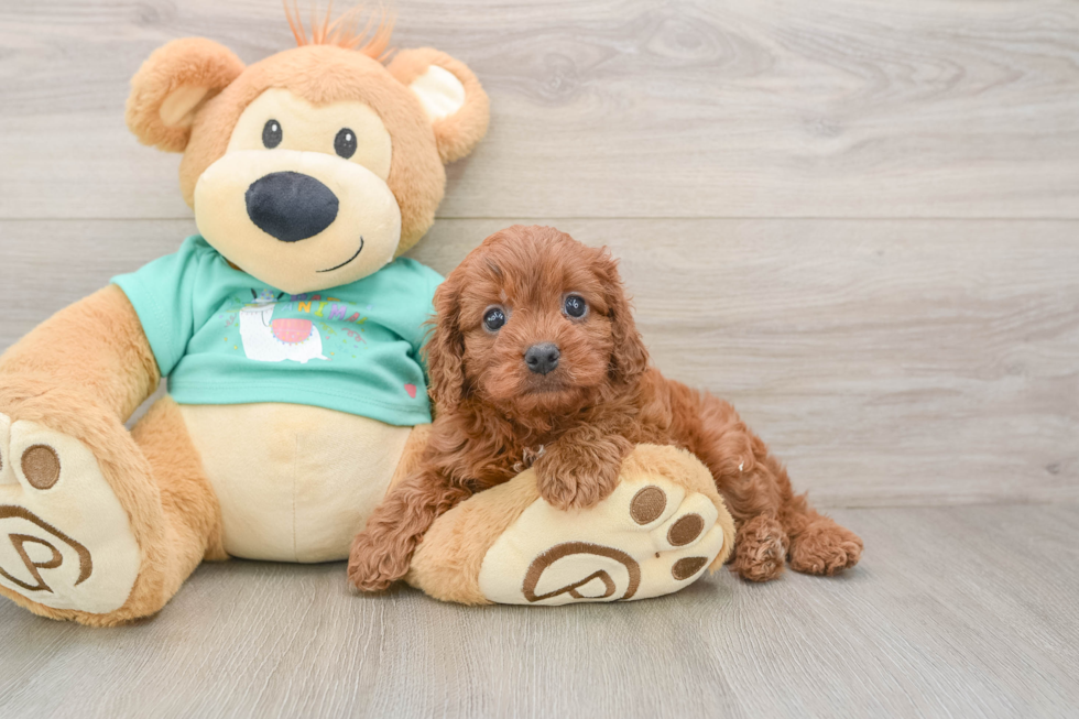 Cavapoo Pup Being Cute