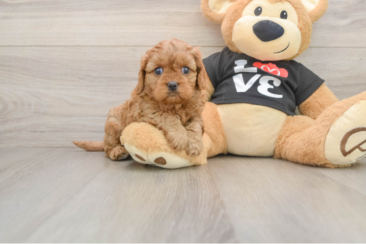 Cute Cavapoo Baby