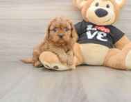 7 week old Cavapoo Puppy For Sale - Puppy Love PR
