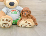 8 week old Cavapoo Puppy For Sale - Puppy Love PR