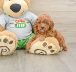 8 week old Cavapoo Puppy For Sale - Puppy Love PR
