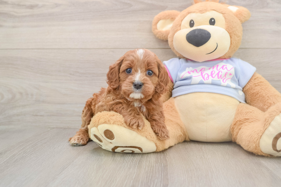 Cavapoo Pup Being Cute