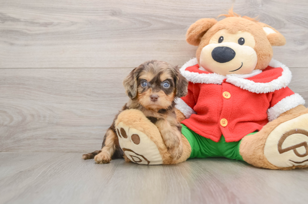 5 week old Cavapoo Puppy For Sale - Puppy Love PR