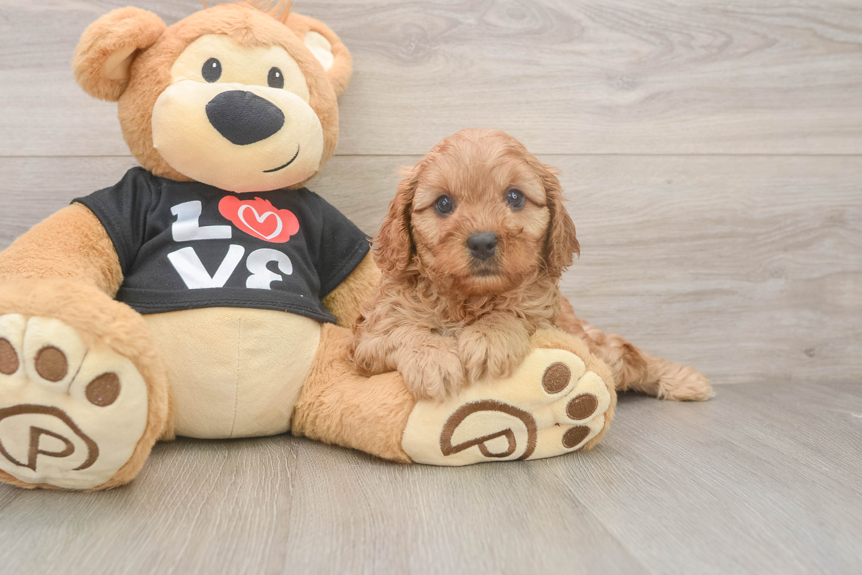 Adorable Cavalier King Charles Spaniel and Poodle Mix Poodle Mix Puppy