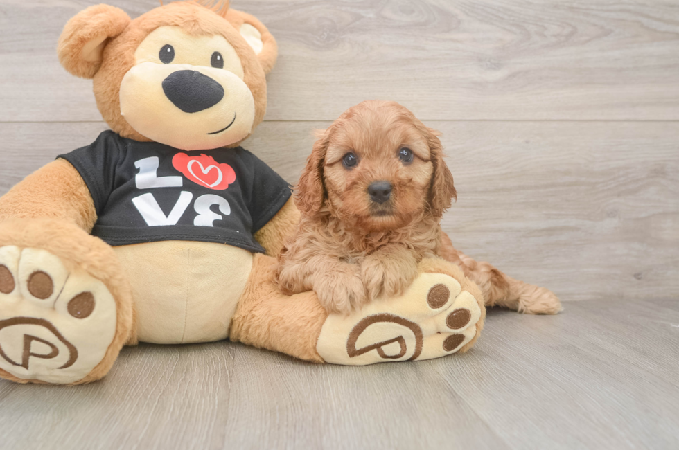 5 week old Cavapoo Puppy For Sale - Puppy Love PR