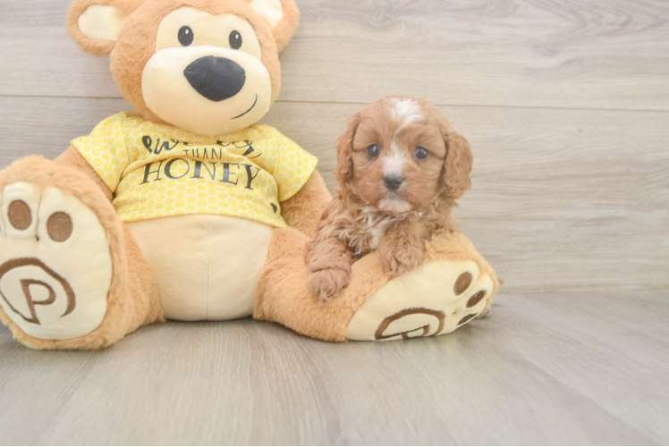 Cavapoo Puppy for Adoption