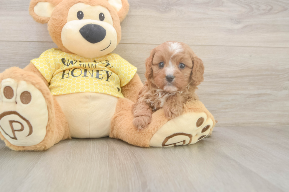 5 week old Cavapoo Puppy For Sale - Puppy Love PR
