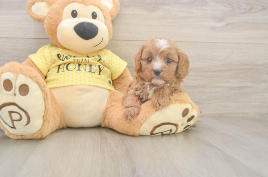 Cavapoo Puppy for Adoption
