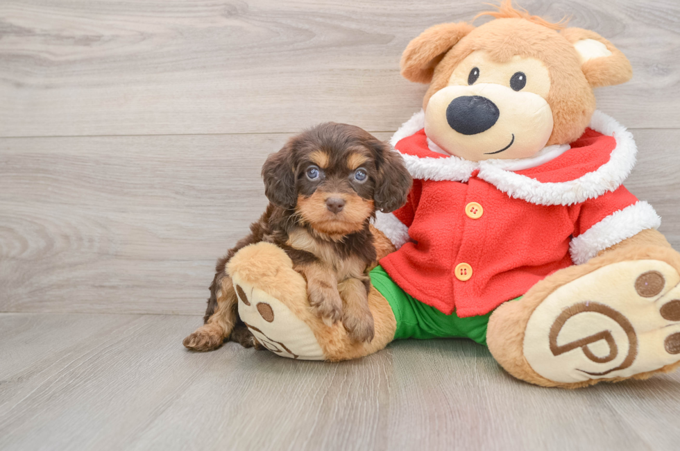 5 week old Cavapoo Puppy For Sale - Puppy Love PR