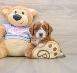 5 week old Cavapoo Puppy For Sale - Puppy Love PR