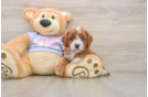 Cavapoo Puppy for Adoption