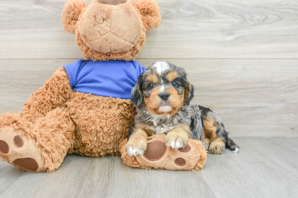 8 week old Cavapoo Puppy For Sale - Puppy Love PR