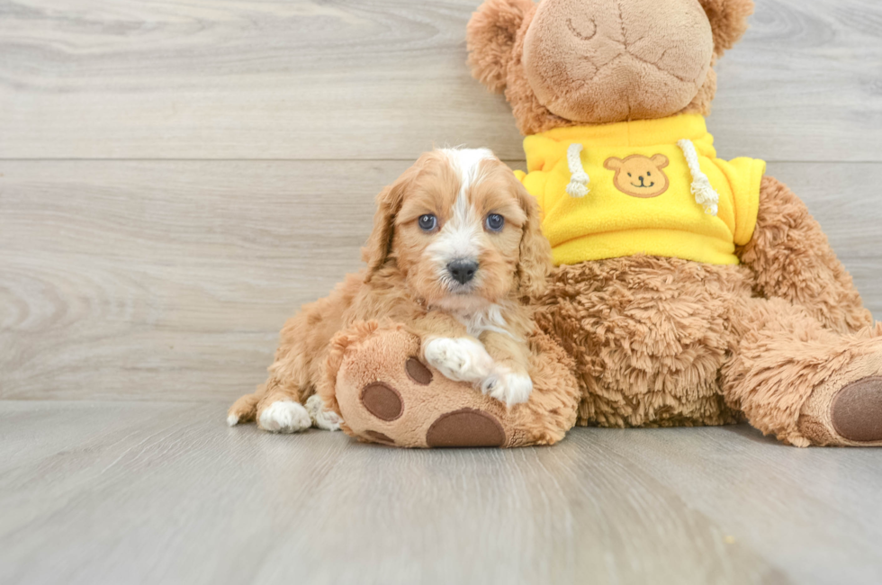 7 week old Cavapoo Puppy For Sale - Puppy Love PR