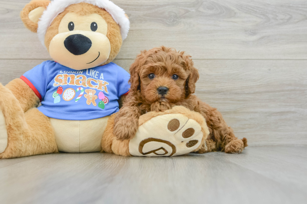 5 week old Cavapoo Puppy For Sale - Puppy Love PR