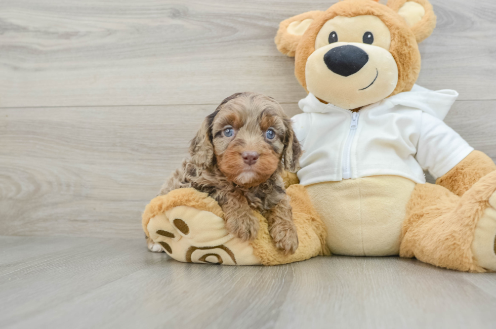 6 week old Cavapoo Puppy For Sale - Puppy Love PR