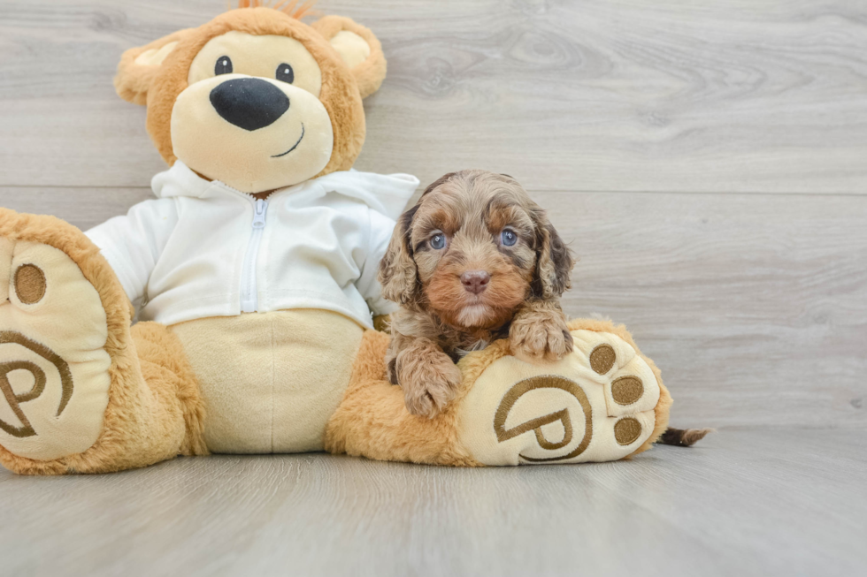 Best Cavapoo Baby